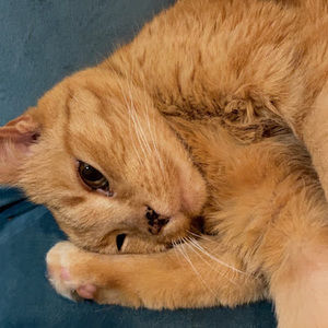 Meet your Posher, Charlotte